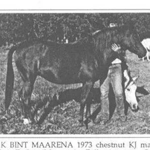 AK BINT MAARENA