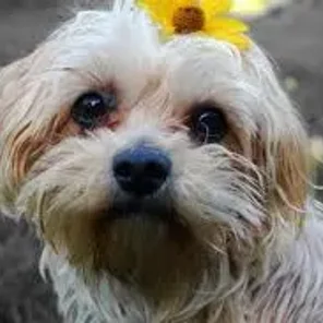 Chi Apso (Designer Dog)