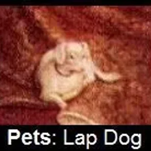 The Tudors Beloved Pets Pt 2