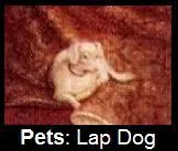 Pets of the Tudors and English Aristocracy