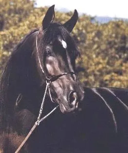 Halim El Kateef