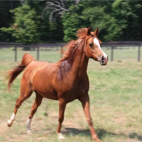 Aflames Anara JM...A very pretty Mare!