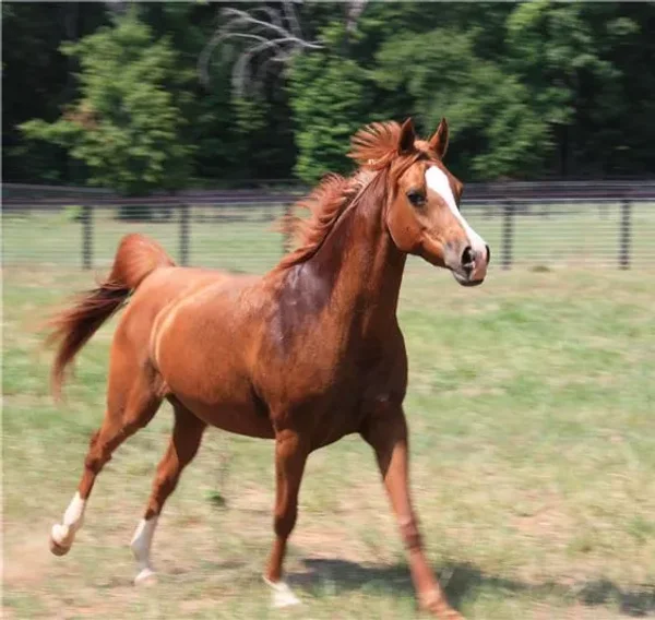 Aflames Anara JM...A very pretty Mare!