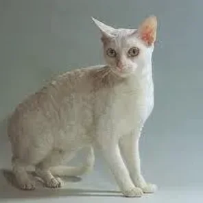 German Rex