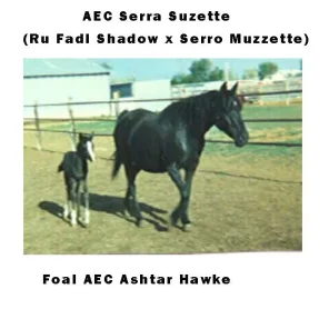 AEC SERRA SUZETTE
