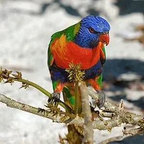 Lorikeets (Lory)
