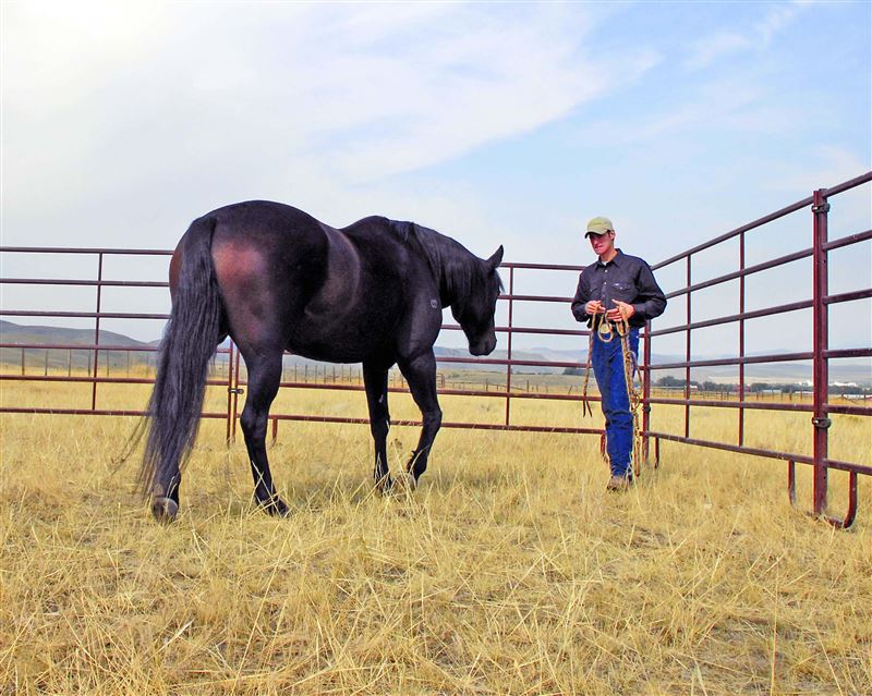 20 Questions to ask Before Buying Your Horse