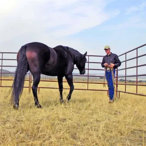 20 Questions to ask Before Buying Your Horse