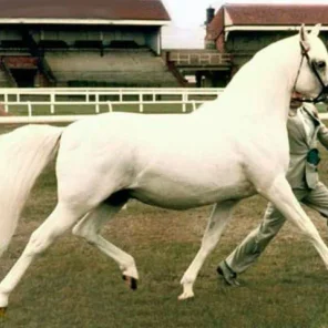 White Lightning