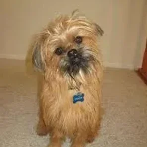 Lhaffon (Designer Dog)