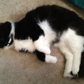 He also sleeps like this sometimes.