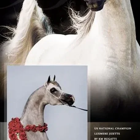 KM Bugatti the sire of Luxemere Jizette!
