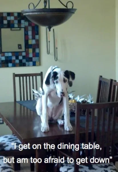 Naughty Dogs