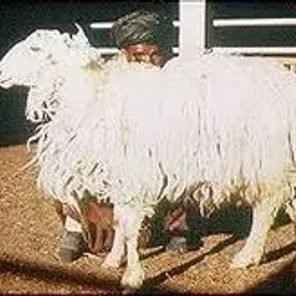 Arabi