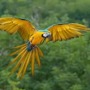 Parrot