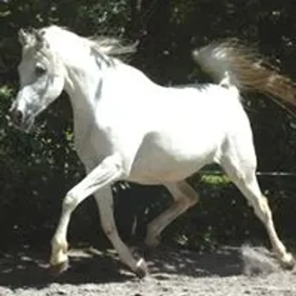 LIBANON AZADIKA