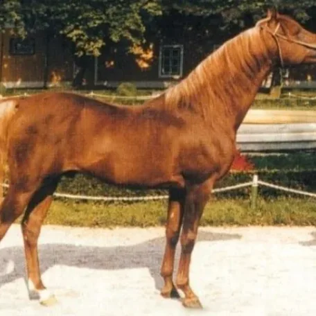 Ibn Galal I