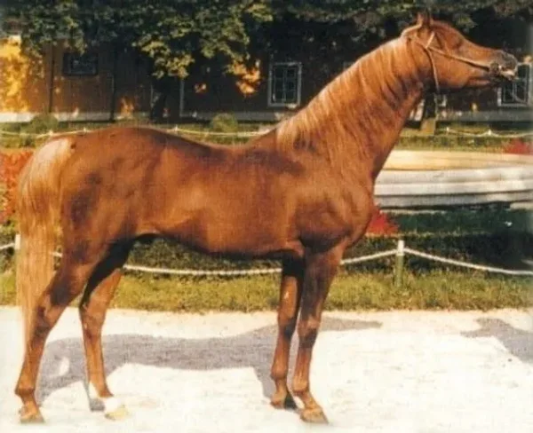 Ibn Galal I