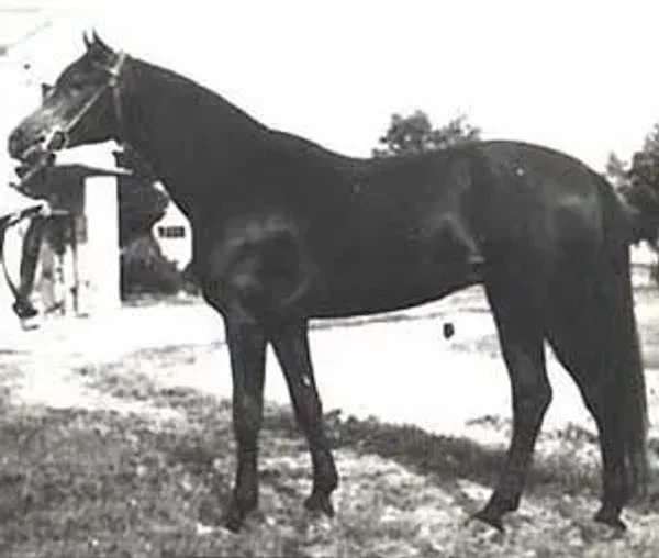Branibor