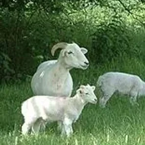 Wiltshire Horn