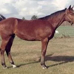Evaluating Horse Conformation Pt 3