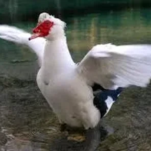 Barbary Duck