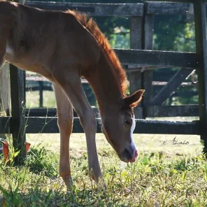 Tchaata INIZIATO