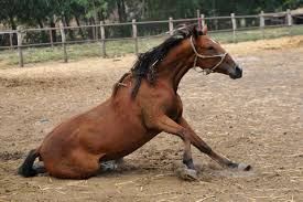 Anemia in Horses