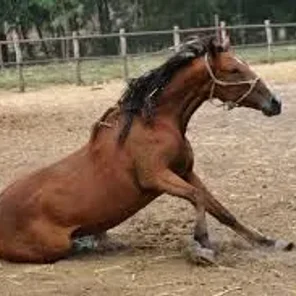 Anemia in Horses