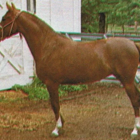 FOUR WINDS KITKAT (*Wiraz++ x *Rokitka by Arax)