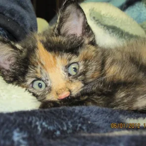 Skittle Aka Meow Meow