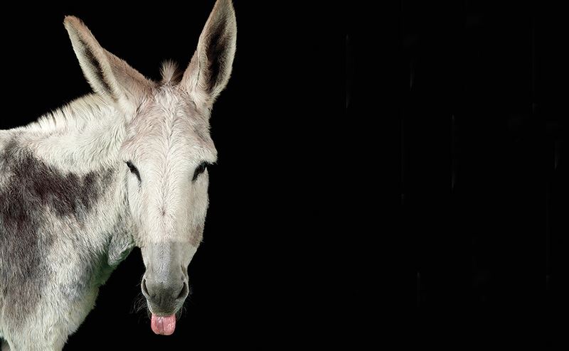 Which Donkey Kicks Ass?