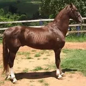 Mangalarga