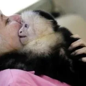 The Problem With Pet Monkeys