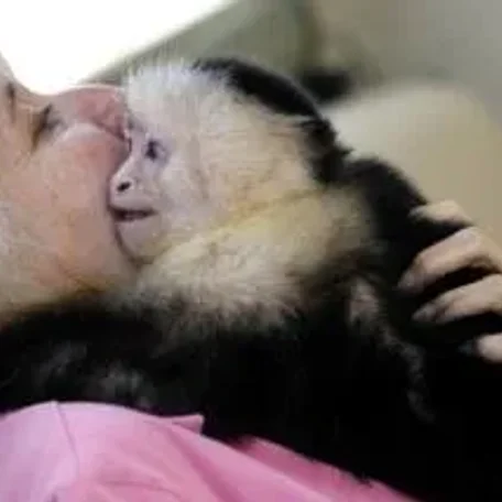 Pet Monkeys
