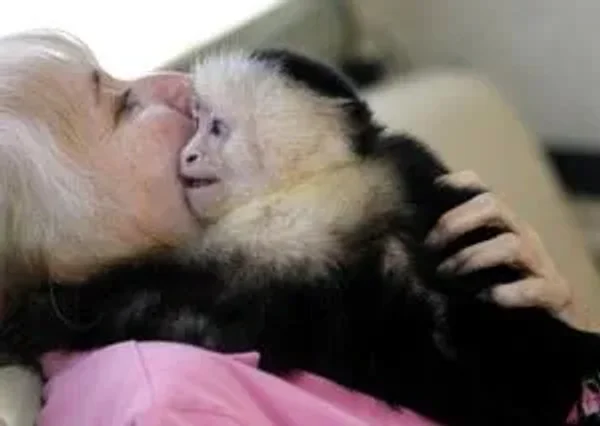Pet Monkeys