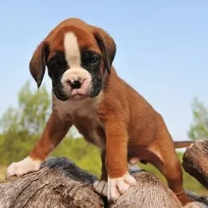Boxer - # 8 Favorite Breed