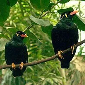 Common Hill Myna