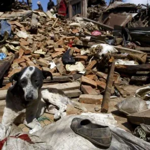 Animals in desperate need in Nepal