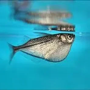 Hatchetfish