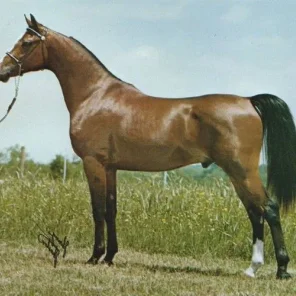 WITRASK