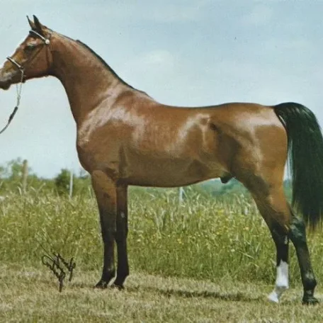 
          Photo by Luxemere Arabians
        