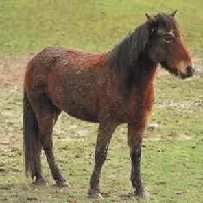 Sable Island