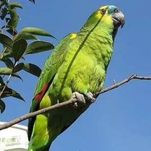 Blue-fronted Amazon