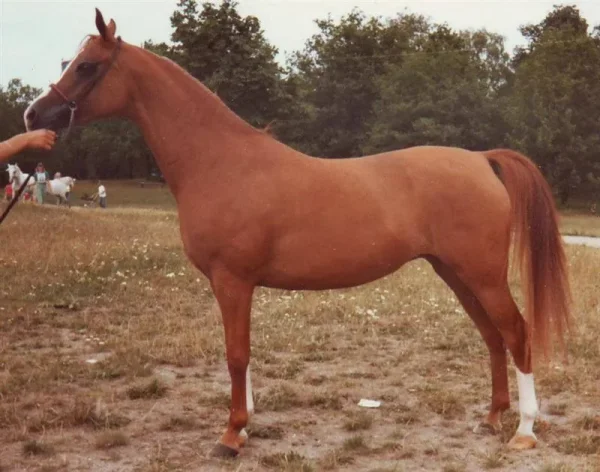marcessa
