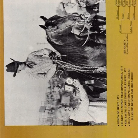 Ibn Amait + AHR No. 43916