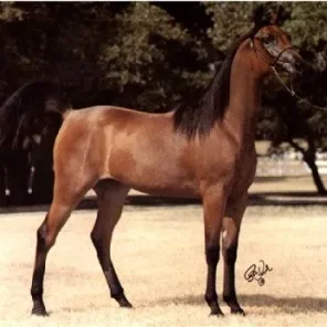 Ansata Justina