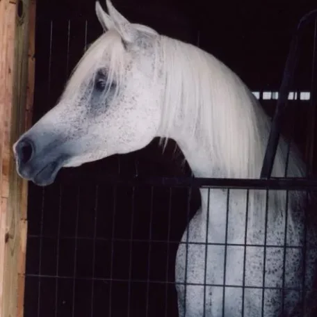 TA Jihana Bey at Luxemere Arabians