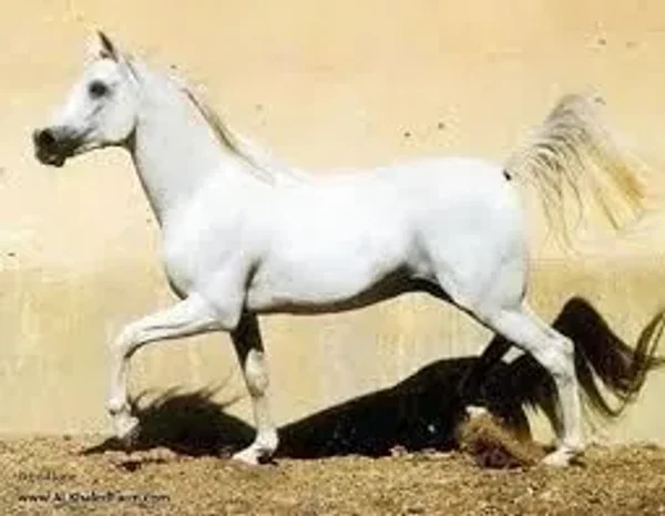 IKHNATOON