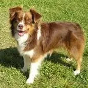 Australian Eskimo (Designer Dog)